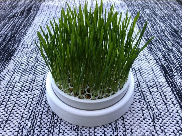 Complete Cat Grass Growing Kit - Grow Natural and Organic Wheatgrass for Cats! - Free Shipping!