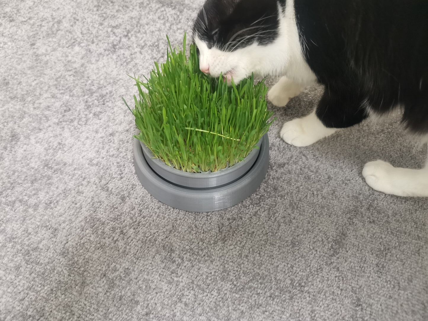 Complete Cat Grass Growing Kit - Grow Natural and Organic Wheatgrass for Cats! - Free Shipping!