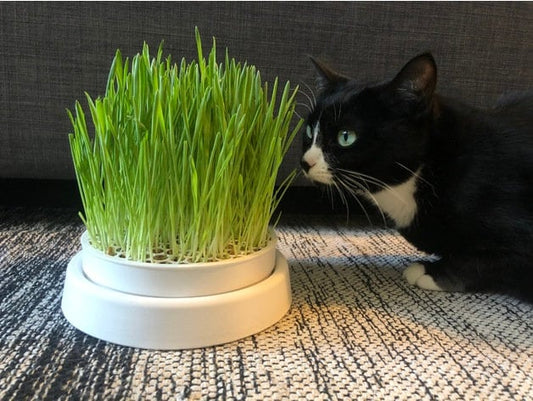 Complete Cat Grass Growing Kit - Grow Natural and Organic Wheatgrass for Cats! - Free Shipping!